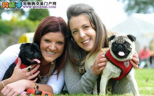 第一届哈巴狗节在英国举行 数百只狗狗亮相盛会