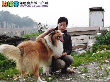 1.6万元苏格兰牧羊犬它险些叫人煮了吃(图)