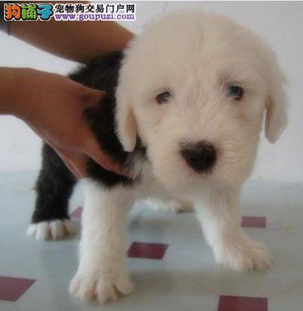 哪些原因让古代牧羊犬难以受孕