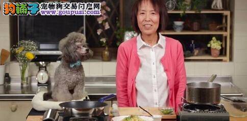 厨艺节目“与狗狗一起下厨”在美国获好评