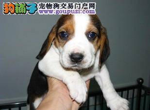 比格犬不爱喝水，大便困难应如何缓解