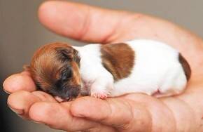 世界上最小的狗，3英寸长不到1两重