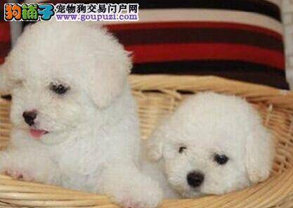 比熊犬坐车时会晕车怎么做好预防工作