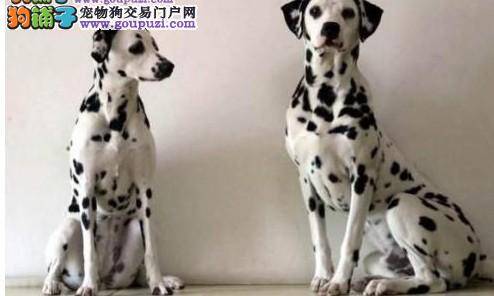 关于斑点狗最科学的饲养原则分享