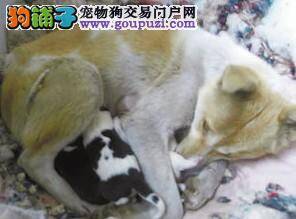 走进流浪犬之家 讲述六旬大妈艰难的收养狗狗之路