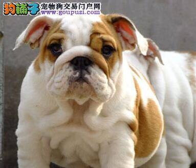 怎么让斗牛犬不吃地上的东西