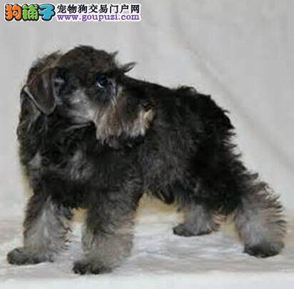 营养均衡好伙食 如何喂养才能保证雪纳瑞的身体健康