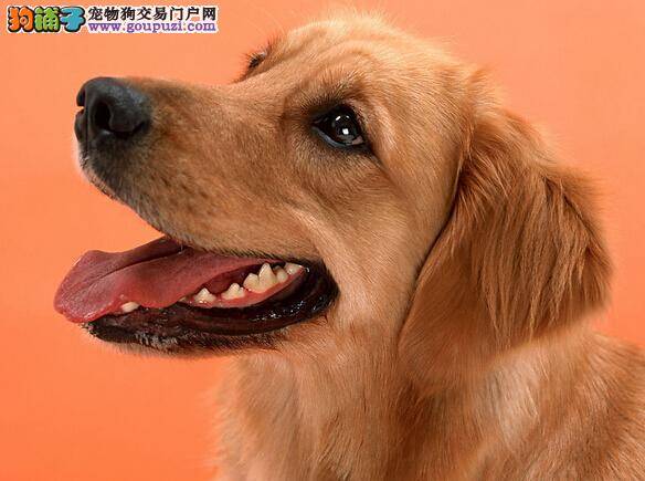 详细解答给金毛犬洗澡的常识性问题