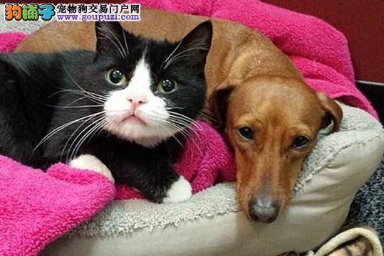 “冤家”聚首 猫狗相依为命改变世代为敌的历史