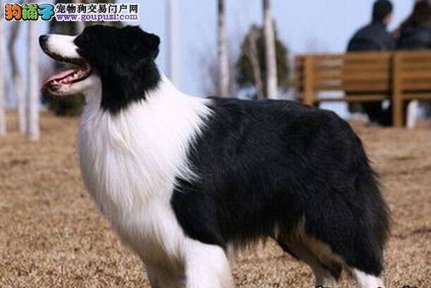 治疗边境牧羊犬流鼻涕的方法全攻略