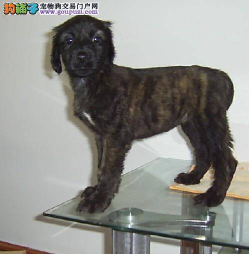 阿富汗猎犬这几天不吃饭，只喝水没事吧