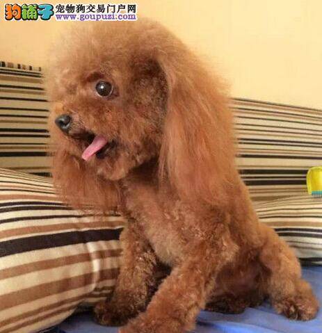 贵宾犬干呕拉稀求医生救救它