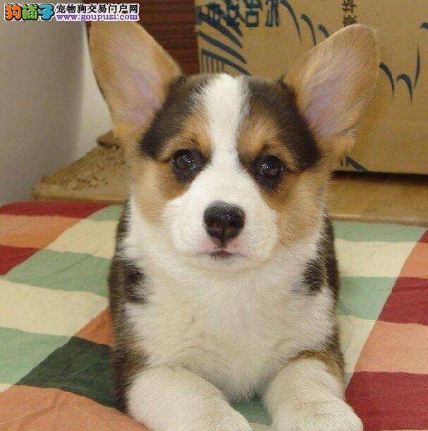 柯基犬咬家具的原因与训练方法