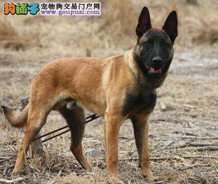 入春谨防感冒 马犬感冒时的症状与治疗方法