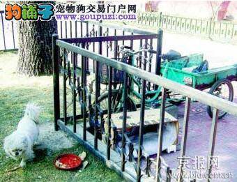 战功赫赫缉毒犬只因“后继无狗”再战江湖