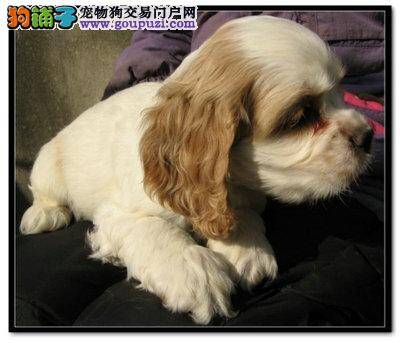 哪些食物会对可卡犬的健康带来威胁