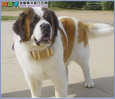 圣伯纳犬脖子上长了个包 如何治疗