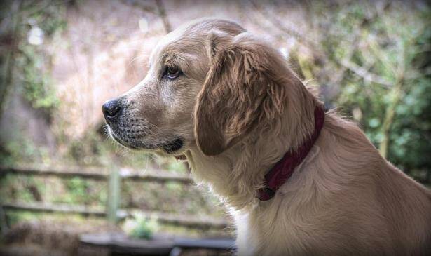 优秀的金毛犬该如何选择，下面给大家分享几个挑选妙招