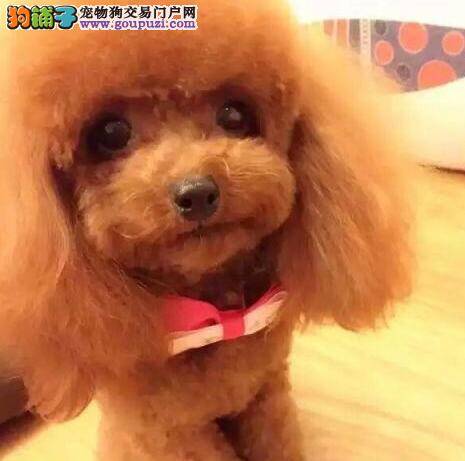 泰迪犬晚上不睡觉，总从笼子里出来怎么教育才好