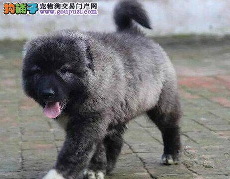 高加索犬眼睛睁不开还流眼泪怎么医治