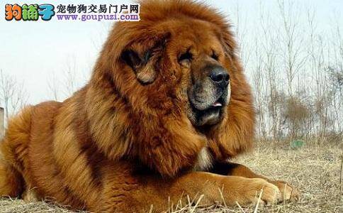 挑选购买藏獒犬的标准