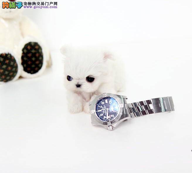 如何清理马尔济斯犬眼睛上的泪痕