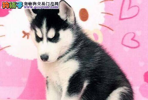 如何给哈士奇清理耳朵，求解答