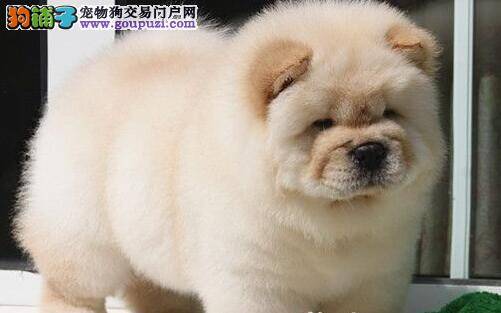 我家松狮犬总咬自己的爪子是因为什么