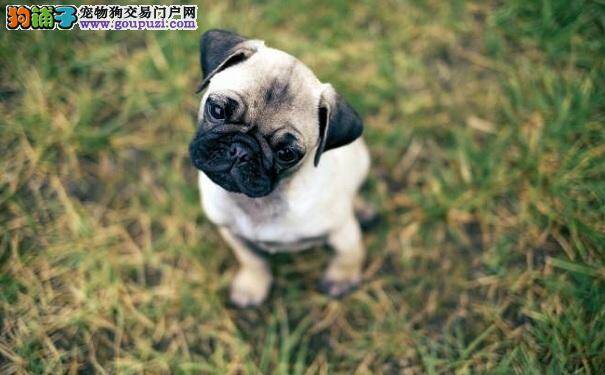 怎样喂养刚出生的沙皮狗 沙皮犬幼犬喂养方法