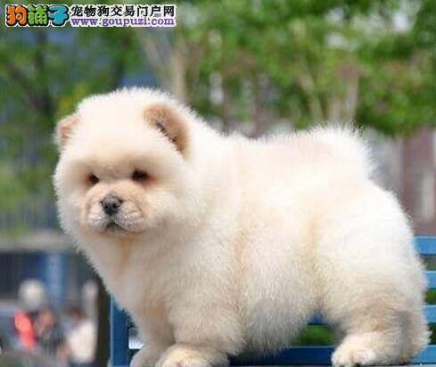 用心为你介绍选购松狮犬入门方法
