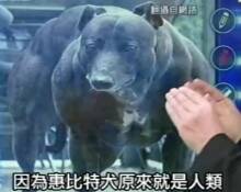 惠比特犬 介绍   惠比特犬选择