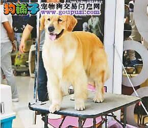 国内最贵金毛犬身价118万在涪陵被拍卖