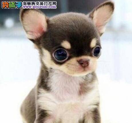 吉娃娃患上肠炎应怎么办，求解答