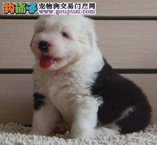 古代牧羊犬后背掉毛是怎么了，求解答