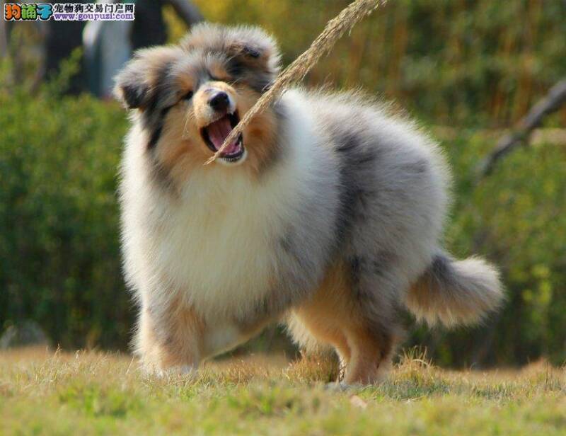 苏格兰牧羊犬患上狗瘟后期应怎样治疗