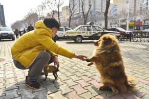 工厂不明原因起火 忠犬狂吠提醒大家救火