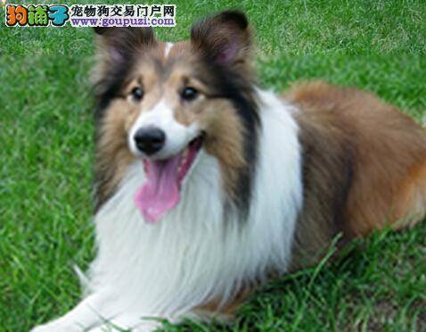 科学饲养喜乐蒂犬，远离“冬季忧郁症”