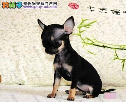 不能少的养护 怎样护理吉娃娃才能保证它的健康和美丽