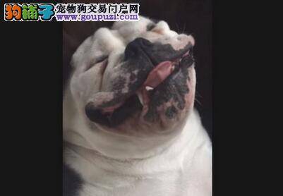 规范养犬管理 提高市民文明养犬意识