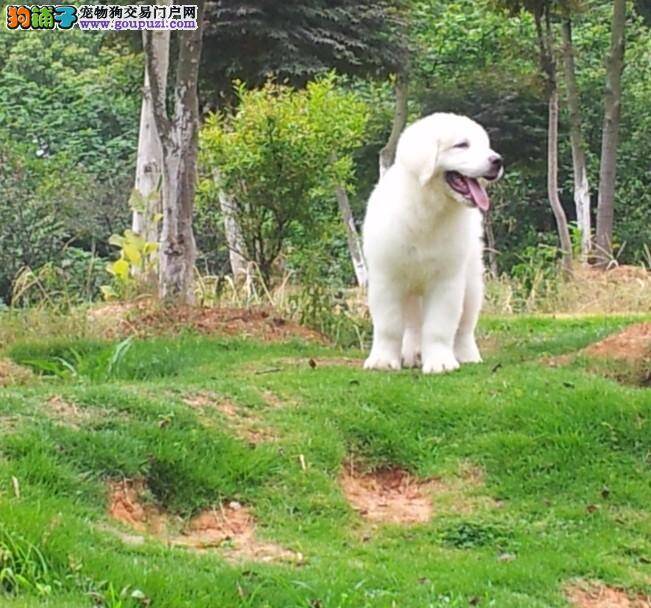 大白熊犬背部长很多黑斑是什么问题