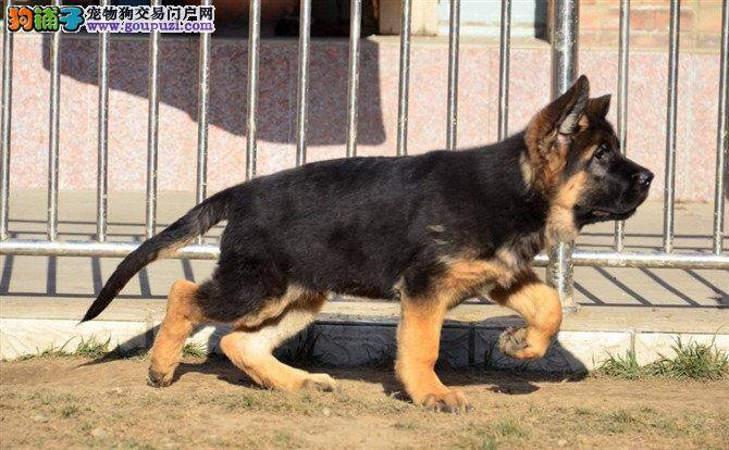 大丹犬口吐白沫，没食欲是病了吗