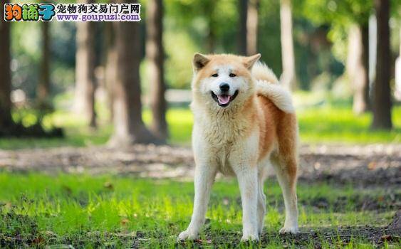 怎样给秋田犬清理耳垢