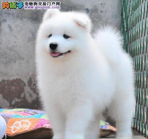 我家的萨摩耶最近饭量减少没事吧