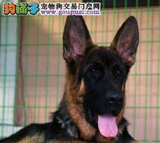 购买德国牧羊犬时要注意它的商品价值