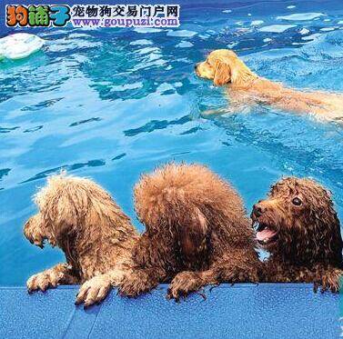 番禺艾比赞俱乐部举行狗狗游泳比赛 冠军奖励护肤品