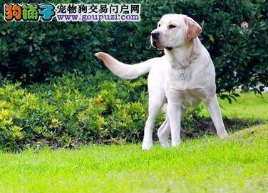 夏季小心预防常见病 拉布拉多犬容易患上哪些疾病