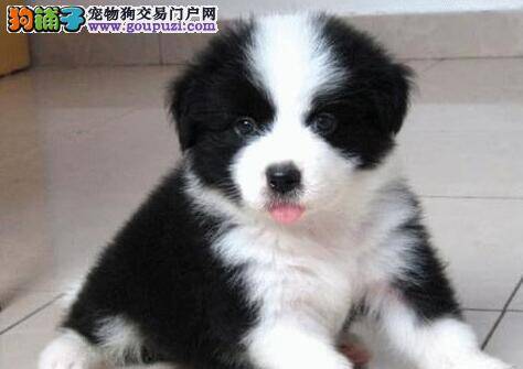 怎么给边境牧羊犬洗澡 求方法