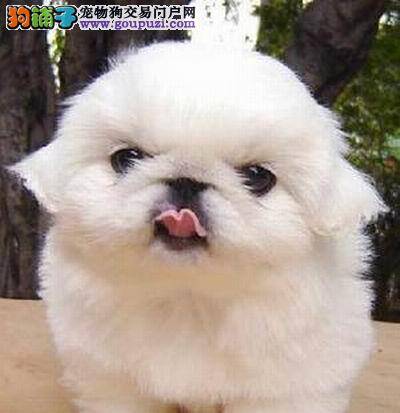 京巴狗打完疫苗拉肚子该怎么治疗