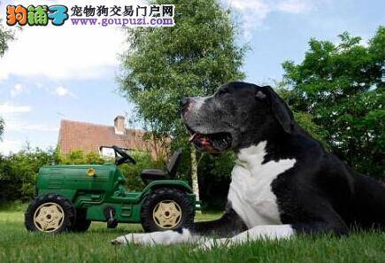 妻子爱犬谎称带回小型狗 结果小狗变巨犬