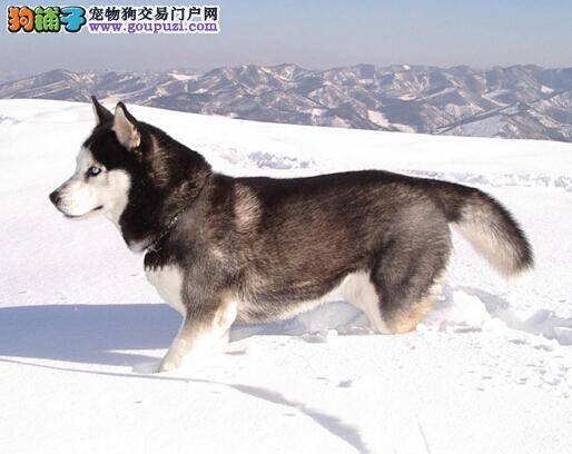 增强免疫抗体 怎样给阿拉斯加雪橇犬选择合适的疫苗